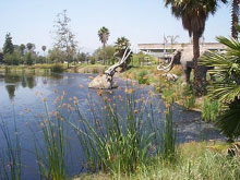 La Brea Tar Pits