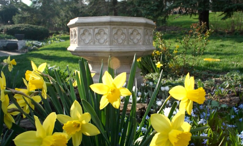 Daffodils