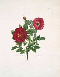 Fig. 21 Lawrance Rosa Centifolia Fig. 21 Lawrance Rosa Centifolia
