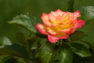 Rose Garden